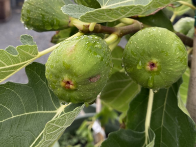 Growing & Caring for Hardy Figs