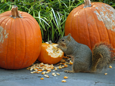 How to Keep Critters from Eating Your Pumpkins!