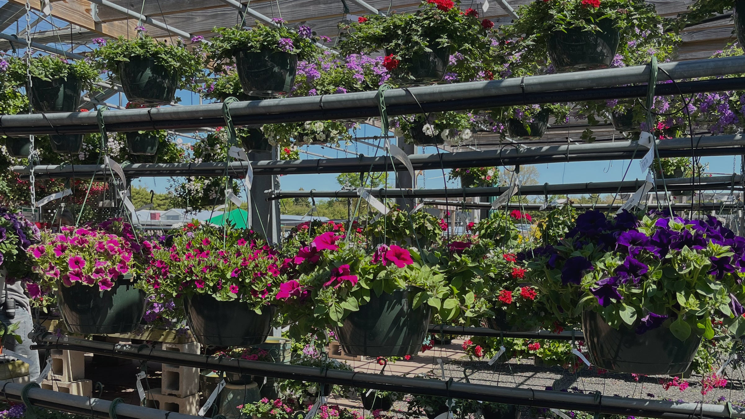 Flowering Hanging Baskets