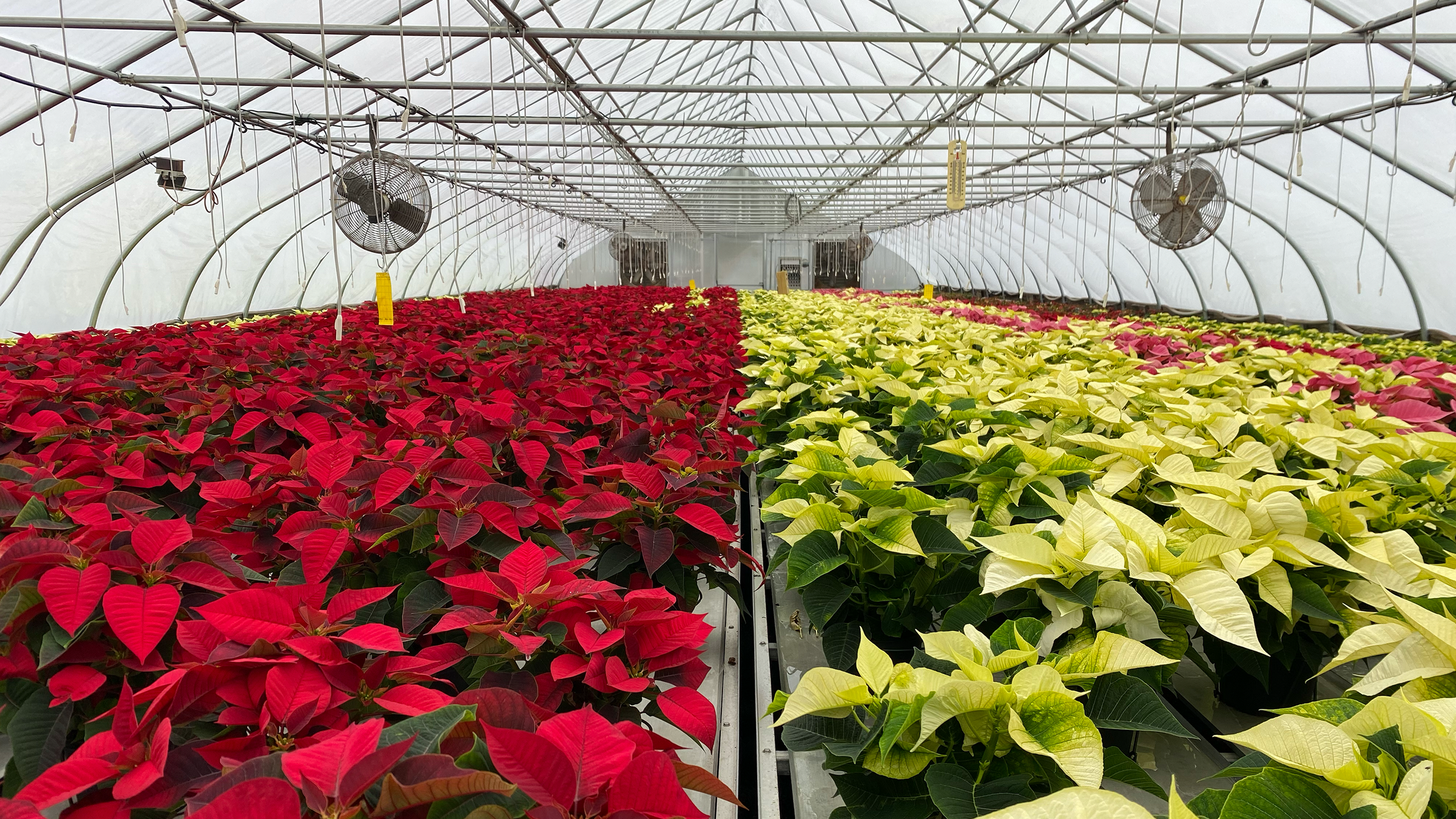 Holiday Plants