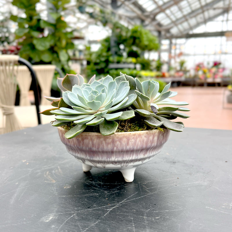 Mini Amethyst Glazed Succulent Dish Garden