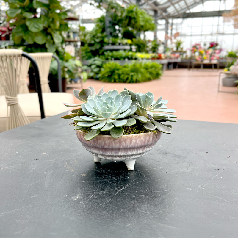 Mini Amethyst Glazed Succulent Dish Garden