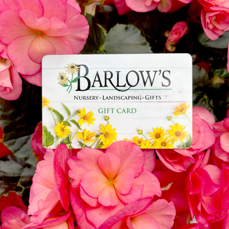 In-Store Gift Card