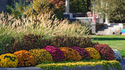 Fall Color That Lasts: Pansies, Kale, Grasses and Mums