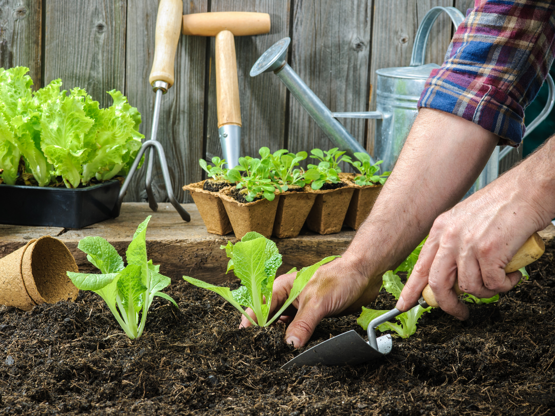 Cool-Season Veggies Pt. 1: Leafy Greens