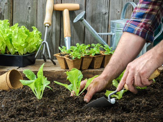 Cool-Season Veggies Pt. 1: Leafy Greens