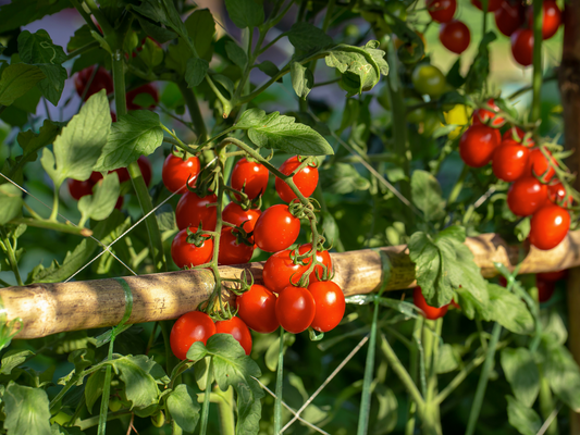 Tomato Gardening Tips & Tricks
