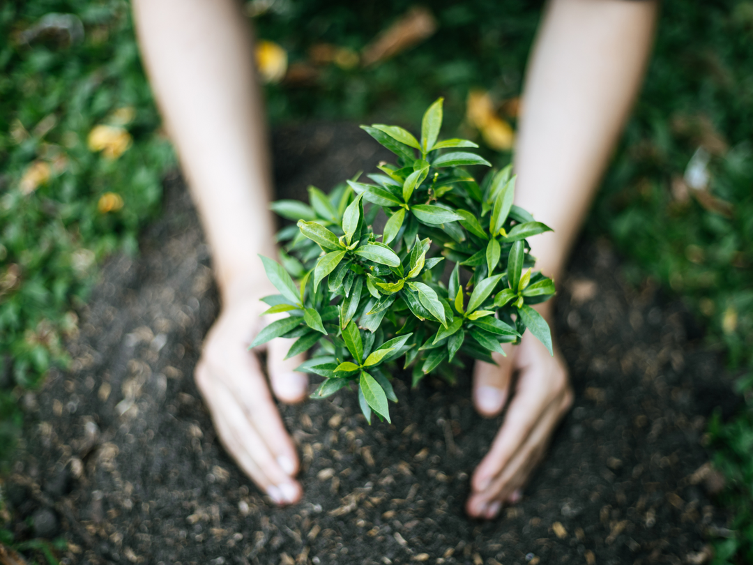 Fall Gardening Tip: It's Holly-Tone Time