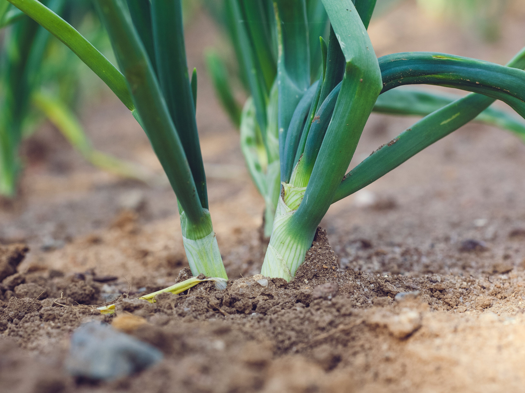 Cool-Season Veggies Pt. 2: Veggies Underground