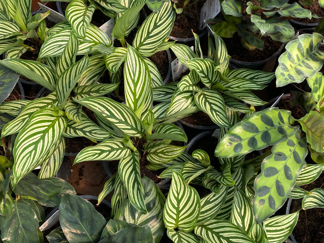 Bringing Your Houseplants & Tropicals Inside