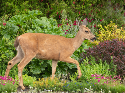 Scram, Deer! How To Keep Deer From Eating Your Plants