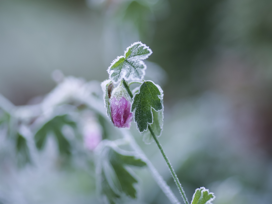 Early Spring Cold Snaps!