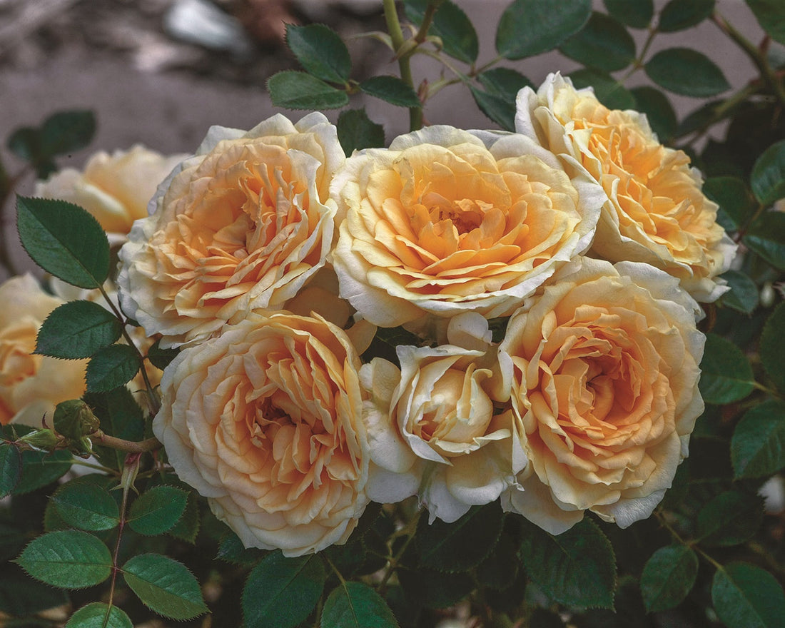 How To Care For Your Rose Bushes