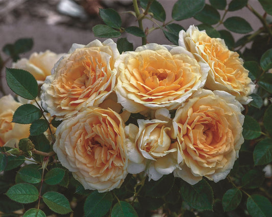How To Care For Your Rose Bushes