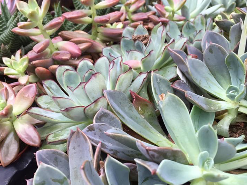 Hot or Not: Top 10 Trending Houseplants