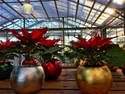 Holiday Plant Care