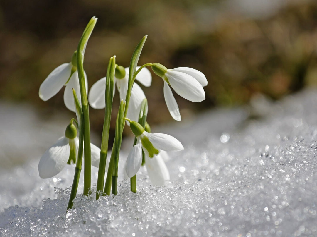 Seasonal Bloomers: Spring