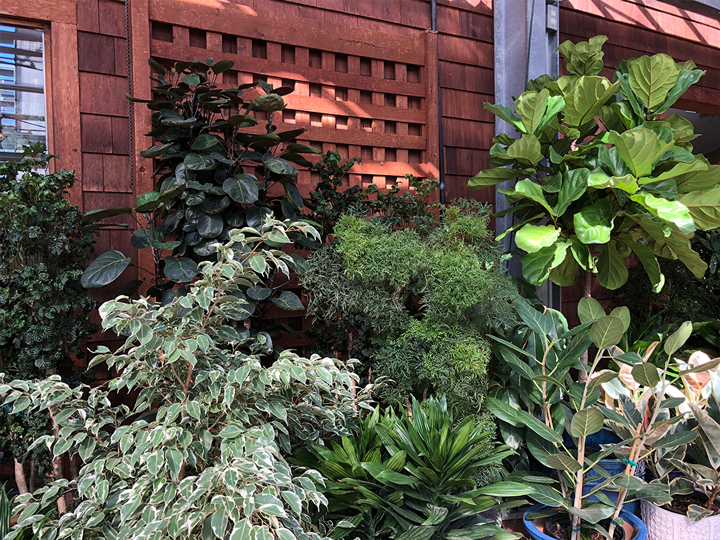 Air-Filtering Houseplants