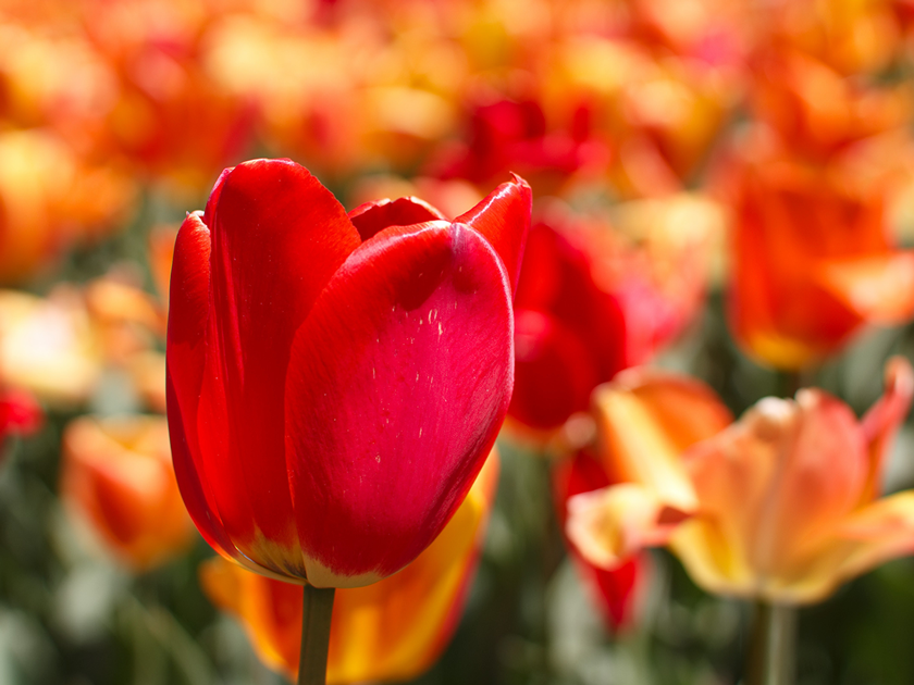 All About Bulbs