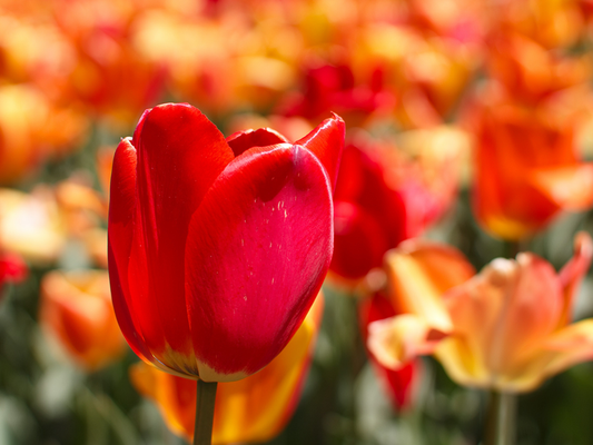 All About Bulbs