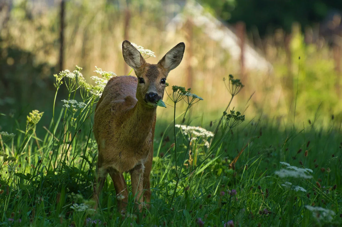 Deer & Rabbit Resistant Annuals