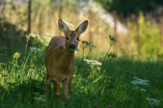Deer & Rabbit Resistant Annuals