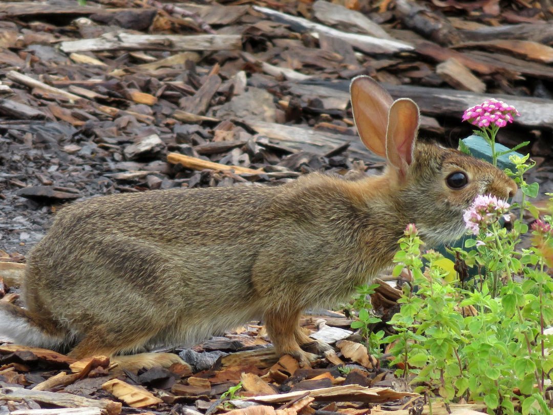 Deer & Rabbit Resistant Annuals