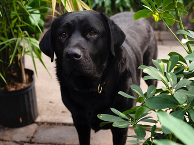 Paws and Plants: The Barlow’s Guide to Pet-Friendly Houseplants