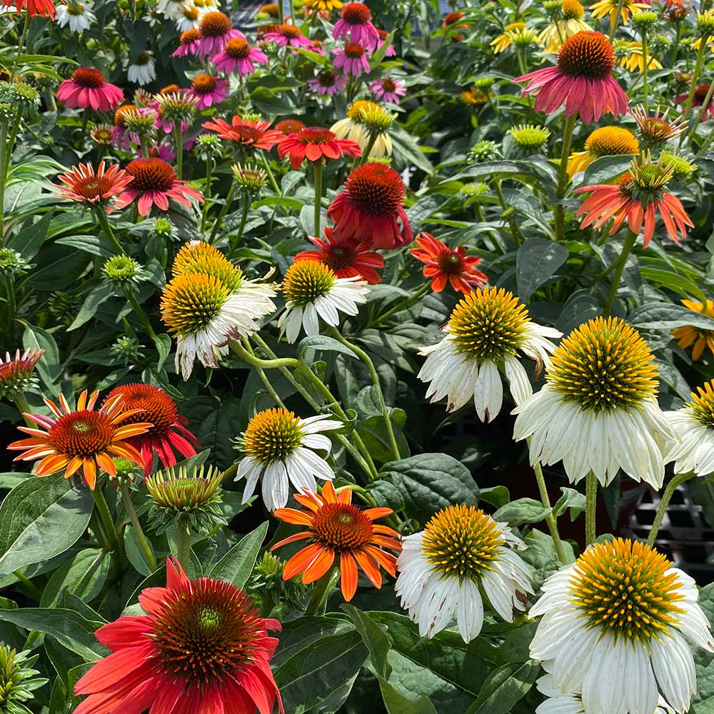 Native Plants for New Jersey Gardens