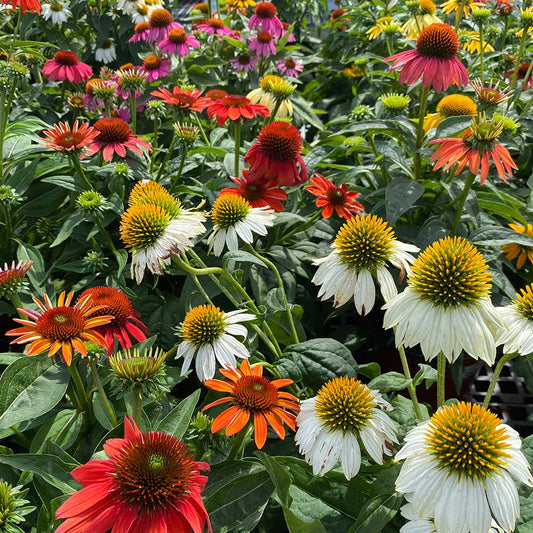 Native Plants for New Jersey Gardens