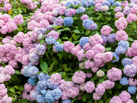 Bigleaf Hydrangea Color Guide