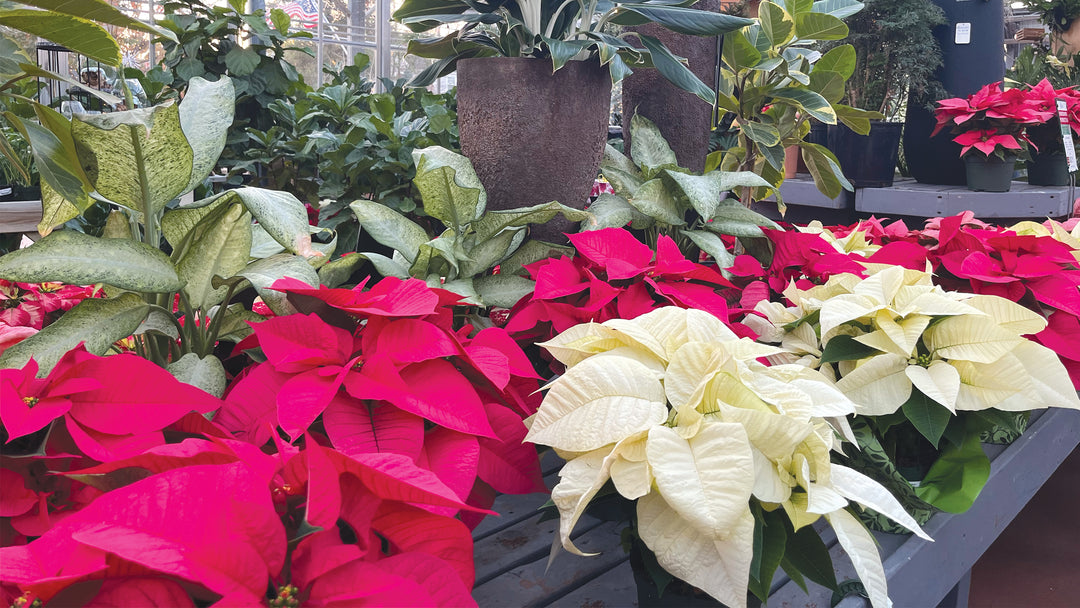 Are Poinsettias Poisonous?