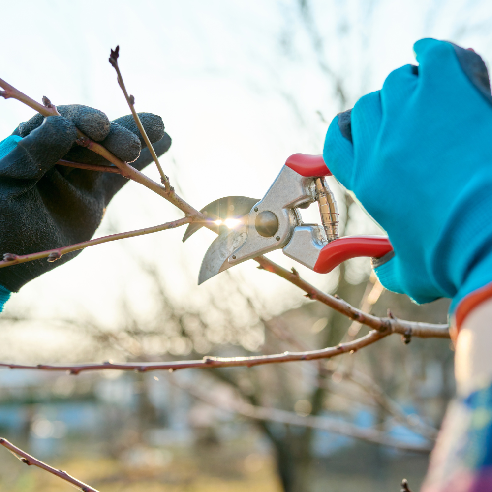 Early Spring Gardening Checklist