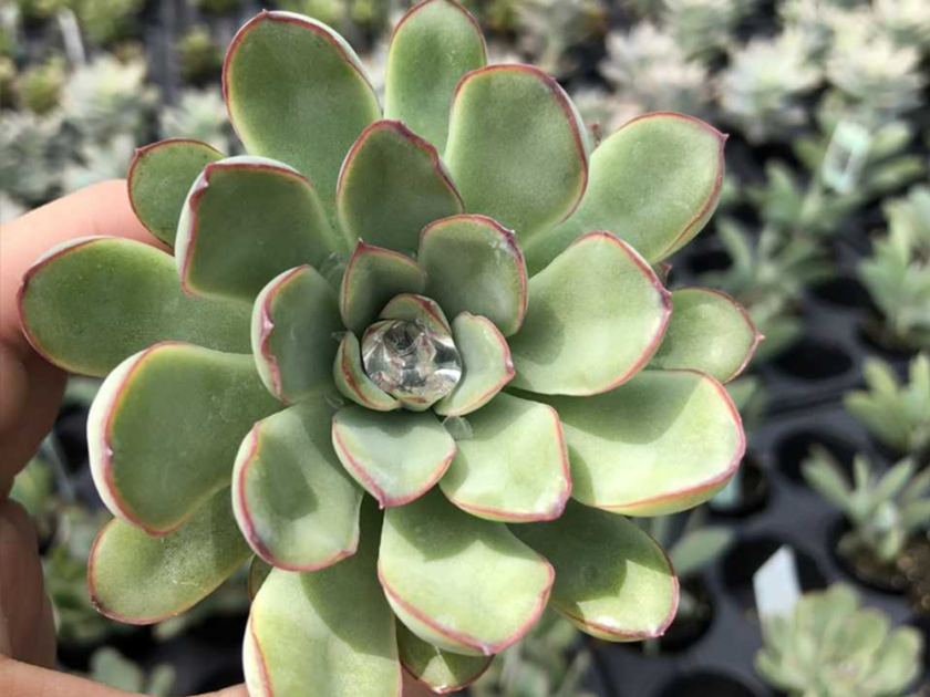 Succa For Succulents