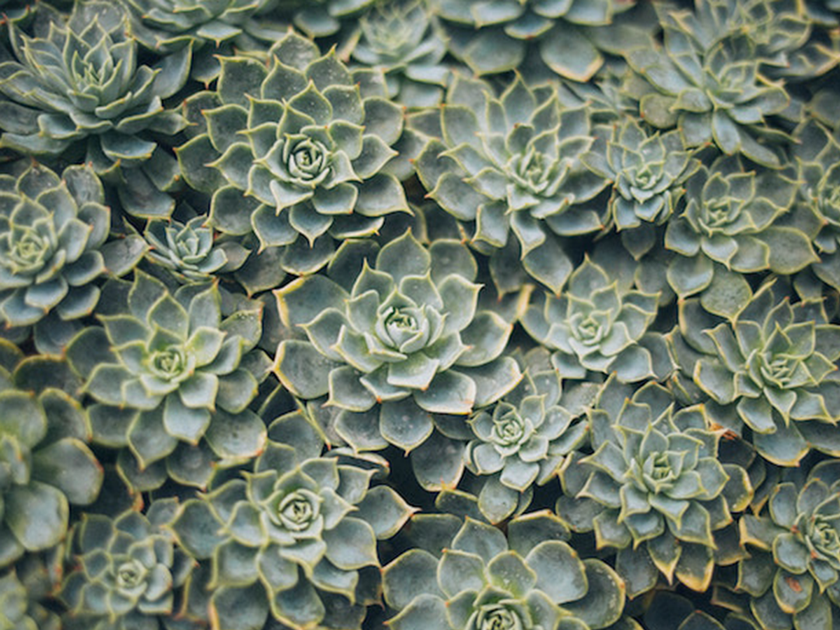 What’s Wrong with My Succulent?!