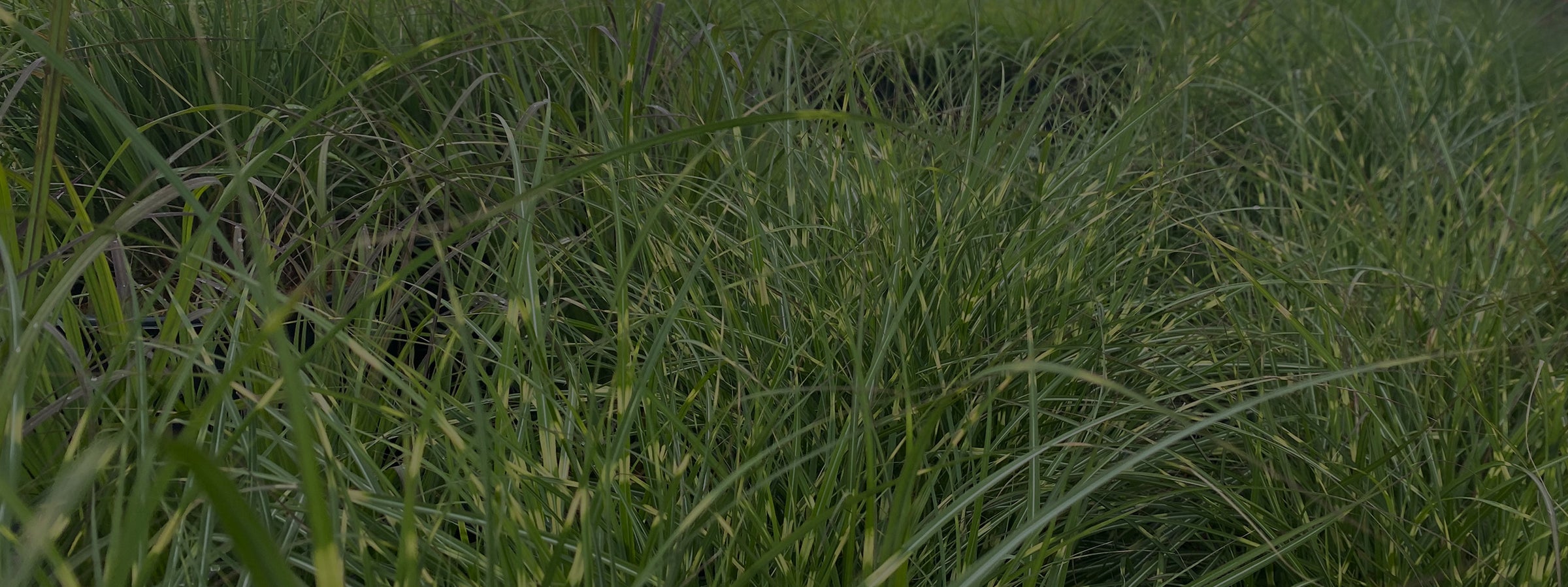 Ornamental Grasses