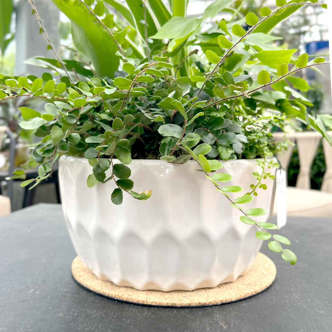 White Ceramic Indoor Dish Garden