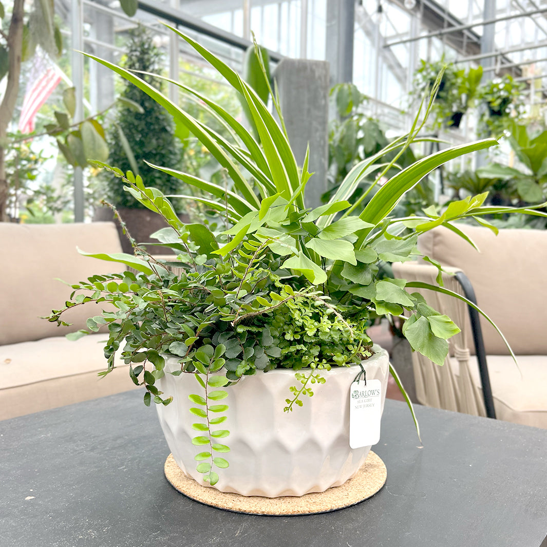 White Ceramic Indoor Dish Garden