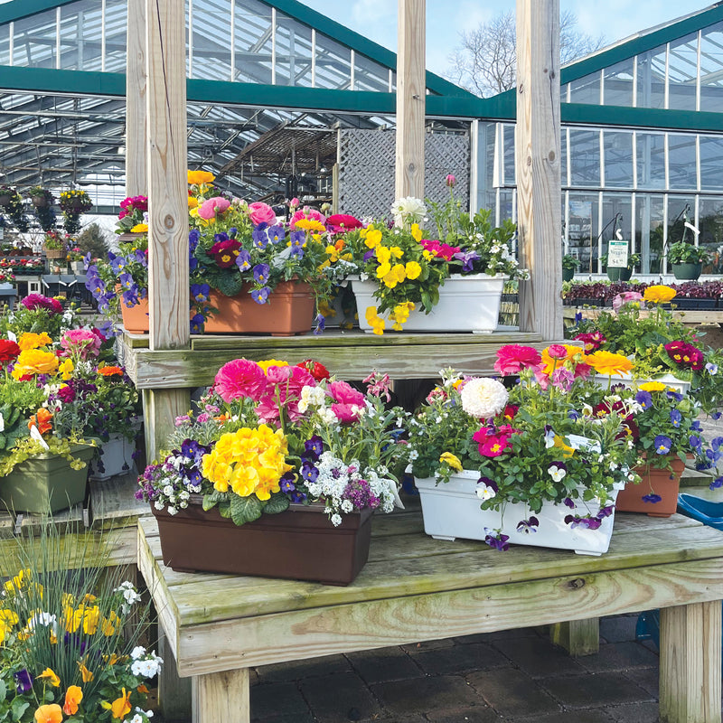 FREE DEMO: Planting Spring Window Boxes | Saturday, March 23rd @ 10:00 - 10:30 AM