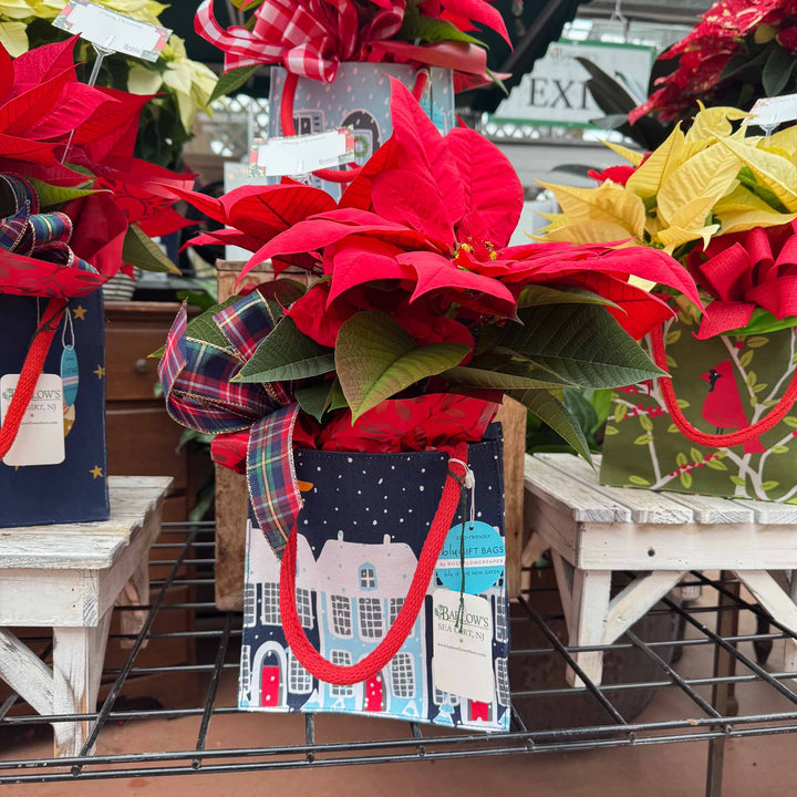 Holiday Blooming Gift Bag