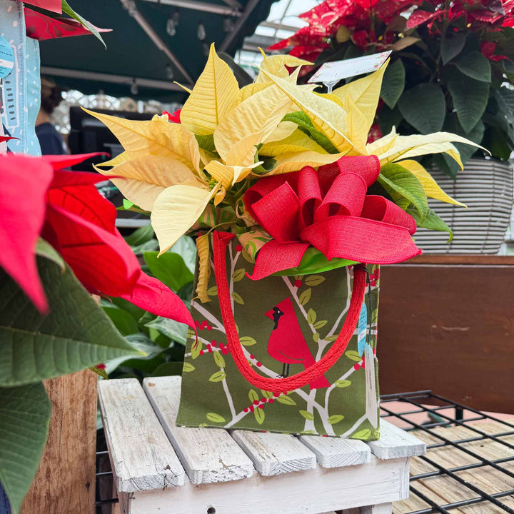 Holiday Blooming Gift Bag