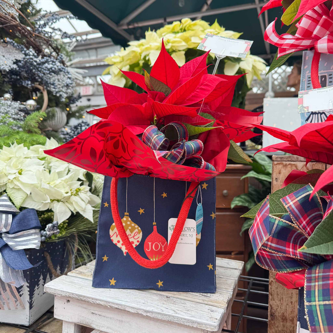 Holiday Blooming Gift Bag