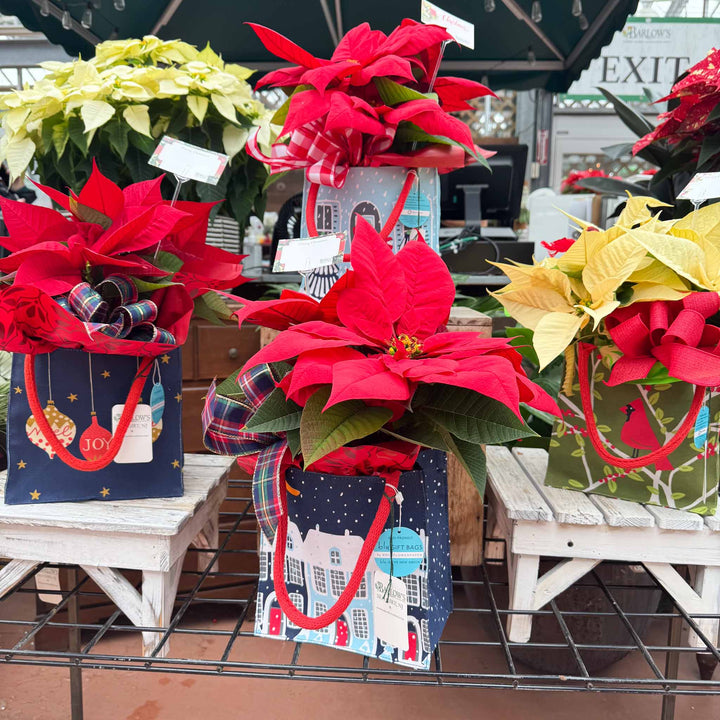 Holiday Blooming Gift Bag