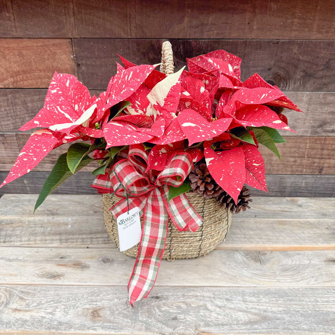 Poinsettia Pinecone Basket