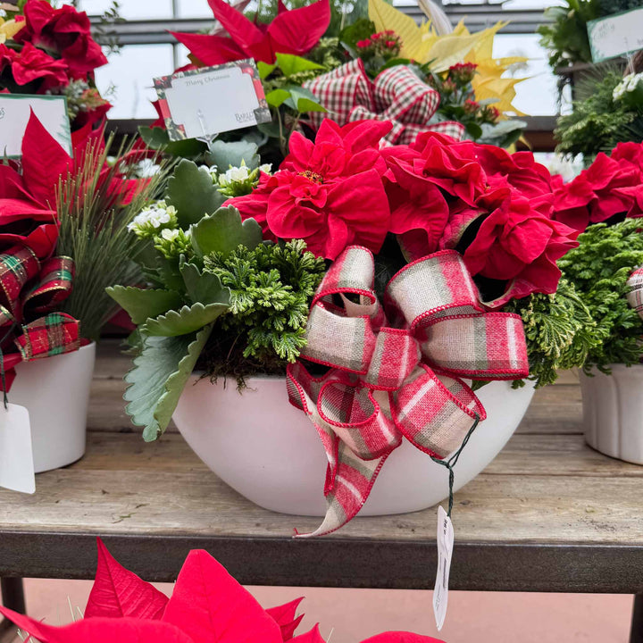 White Oval Holiday Dish Garden