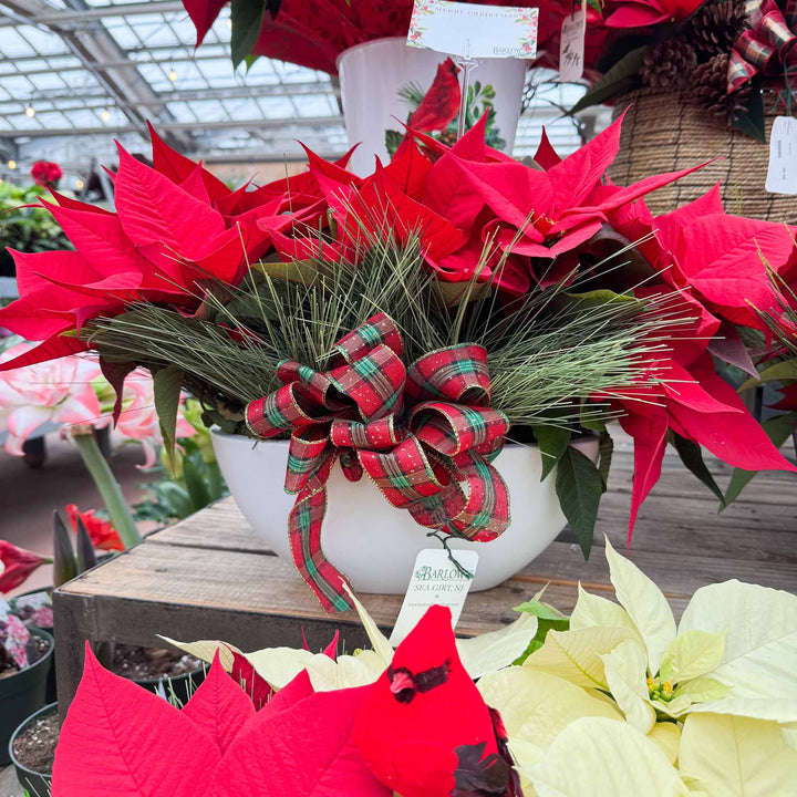 White Oval Holiday Dish Garden