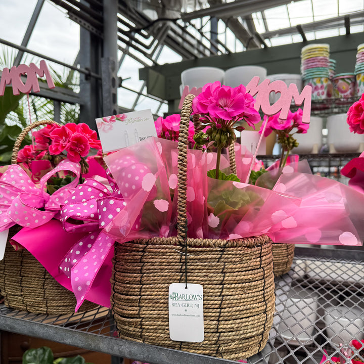Mother's Day Geranium Gift Basket