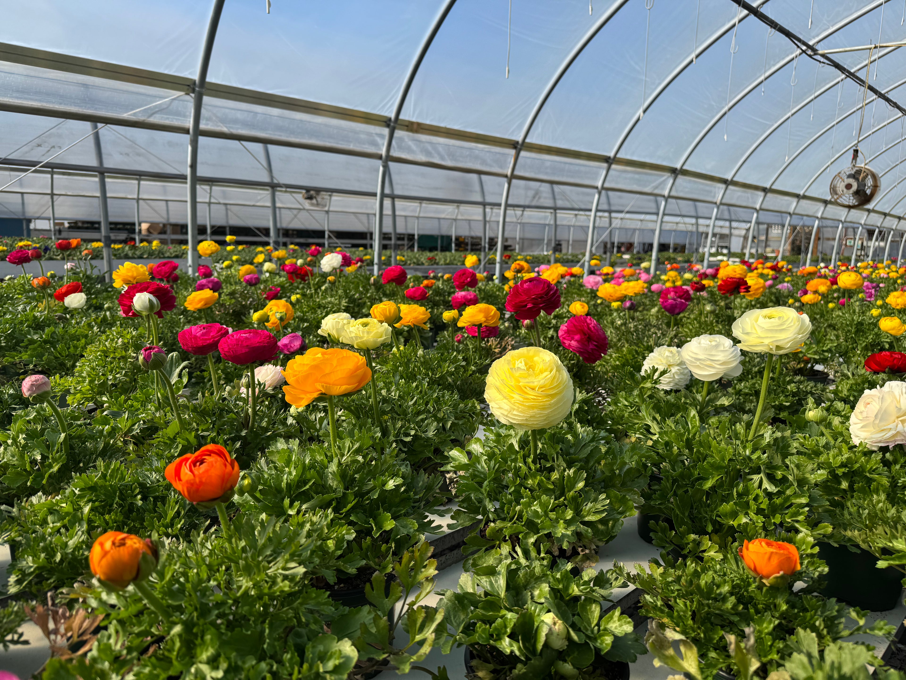 Ranunculus flowers in a greenhouse with a clear sky above