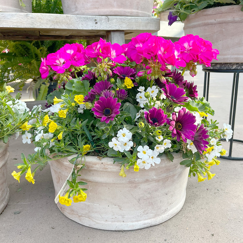 Deluxe Terracotta Container Garden