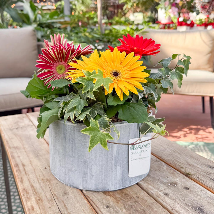 Grey Round Wooden Dish Garden